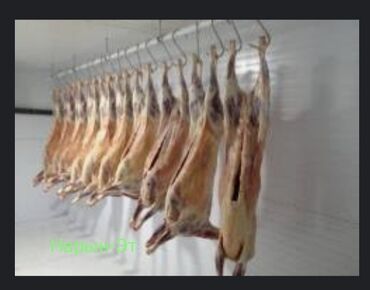куплю мясо баранины: Туша Баранина 530
более 5 туш