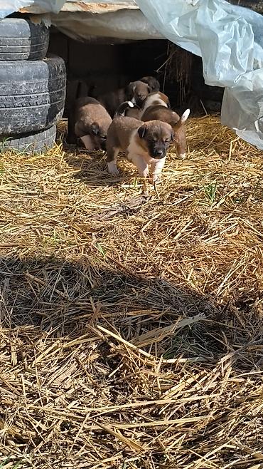 İtlər: Qafqaz çoban iti — 2