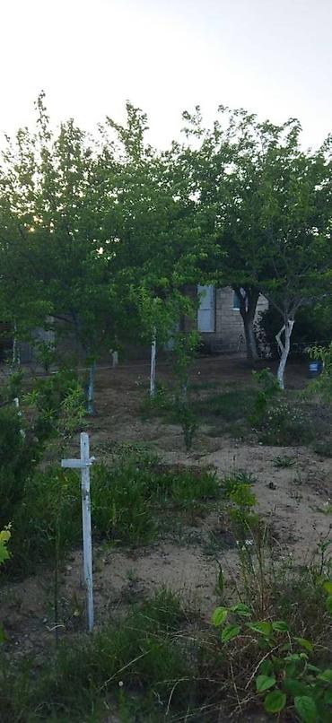 ardıc ağacı: Mərdəkan 3 otaqlı, 69 kv. m, Kredit yoxdur, Orta təmir — 7