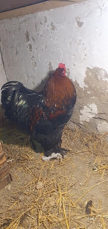 heyvan bazari itler: Saf qanlı Brama xoruzu - Cins: Brahma (iri ədalı, tüklü ayaqlı) - — 1