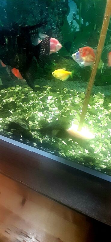 Akvariumlar: Dördbucaq akvarium, Balıqlarla birlikdə, 100 l — 8