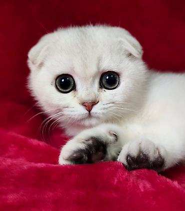 сколько стоит шиншилла маленькая: Шотландская вислоухая кошка (Scottish Fold), окрас серебристая — 1