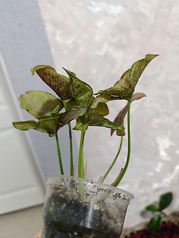 Сингониумы: Распродажа сортовых и редких комнатных растений, цены и названия — 10