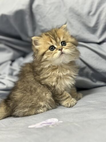 Pişiklər: Britan, Dişi, Yaxşı əllərə, Ünvandan götürmə, Pulsuz çatdırılma, Ödənişli çatdırılma — 8