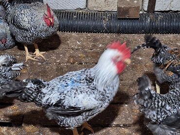 Xoruzlar: Xoruz, il: <1, Ünvandan götürmə — 14