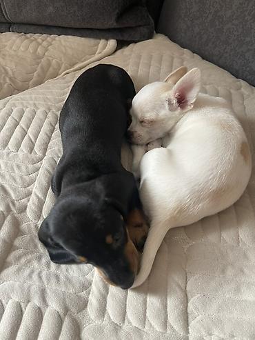 Продажа собак: Продаются замечательные щенки — такса и чихуахуа 🐶✨ Ищем заботливых и — 13