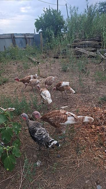 ucuz quslar: Məhsul: Hinduşka sürüsü Təsvir: - Şəkillərdə qəhvəyi-ağ ləkəli — 2