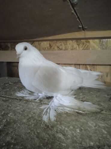 Птицы: Продаю голубей,все молодые прошлогодние.Птицу гоняю.Цены — 3