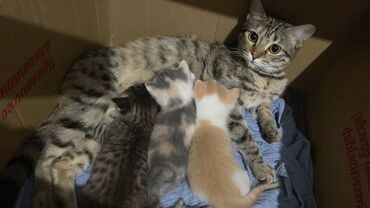 отдам машину в хорошие руки бесплатно: 2 месяца, Мальчик, Приучена к лотку