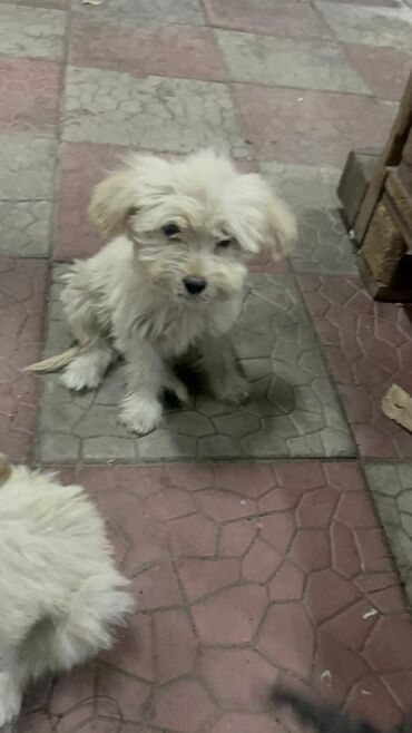 Продажа собак: 3 месяца, Самец — 4