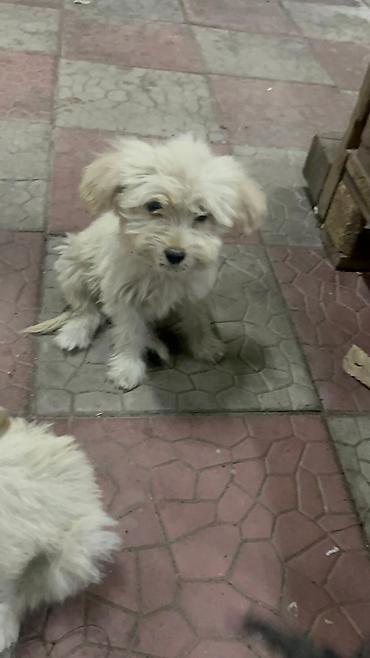 Продажа собак: 3 месяца, Самка — 11