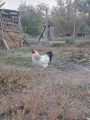 кури несушки купить: Продаю | Петух | Для разведения — 6