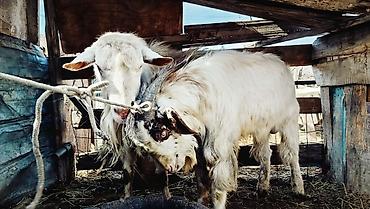 Козы, козлы: Продаю | Козёл (самец) | Полукровка | Для разведения | Осеменитель — 2