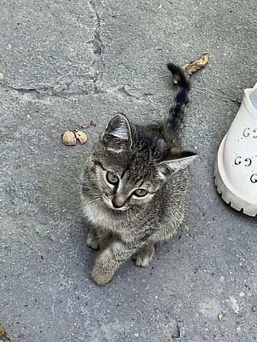 котята белые: Кошка даром: Беспородная, 4 месяца, Девочка — 1