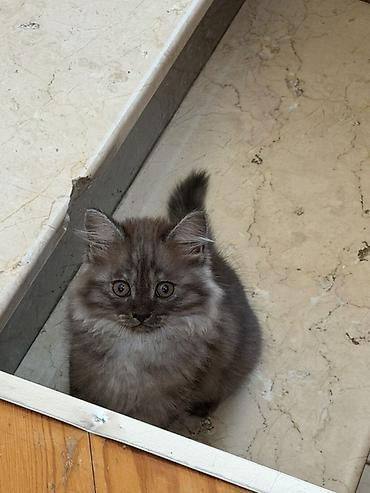 cins pisik cutlesdirme: Tüstü-boz rəngli, uzun və qalın tüklü balaca pişik. Yumru sifət, iri — 2