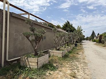 udi hindi bitkisi: Bonsai üslubunda formalaşdırılmış yetkin zeytun ağacları - Növ: Olea — 1