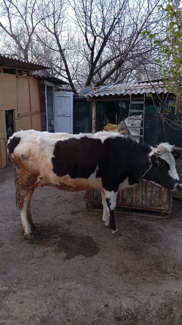 Коровы, быки: Продаю | Тёлка | Алатауская | Для разведения, Для молока | После отела