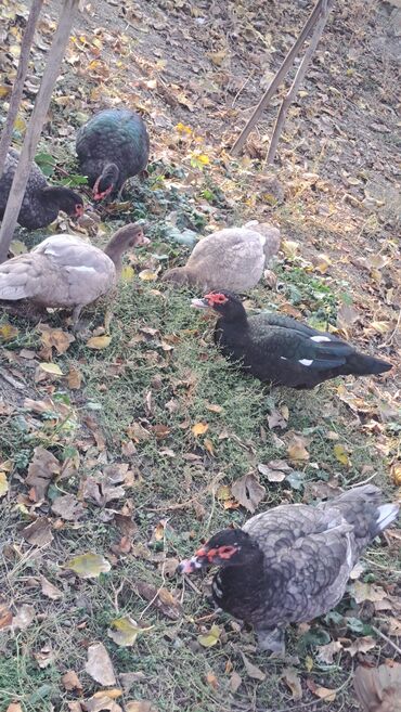 Ördəklər: Dişi, | Macar, Damazlıq, Pulsuz çatdırılma — 30