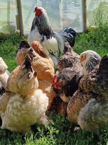 продаю продам продается: Продаю | Инкубационные яйца