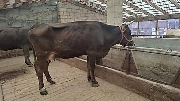 Коровы, быки: Продаю | Корова (самка) — 4
