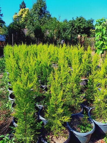 yolka agaci qiymeti: Limonu Yolka🌲