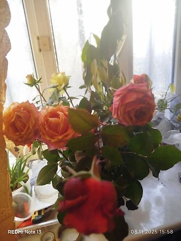 Другие садовые цветы и кустарники: Предлагаем саженцы роз разного возрастаплетистые,кустовые,цены — 8