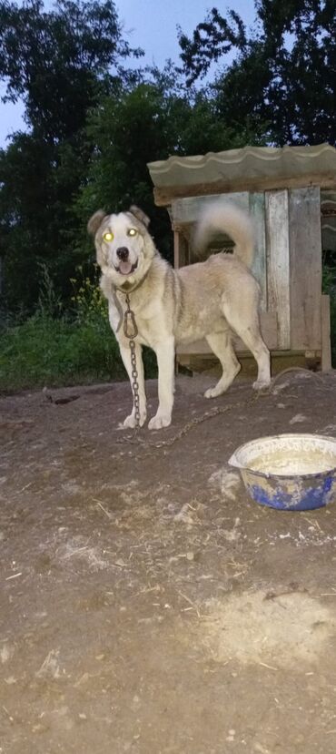 ov itleri satilir: 2 il, Erkek, Peyvəndli, Ünvandan götürmə