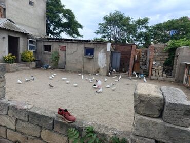 Bağ evlərinin satışı: Bakı, Corat, 260 kv. m, 6 otaqlı, Artezian quyusu, İnternet, Qaz -da lalafo.az — 4 Bağ evlərinin satışı: Bakı, Corat, 260 kv. m, 6 otaqlı, Artezian quyusu, İnternet, Qaz — 4