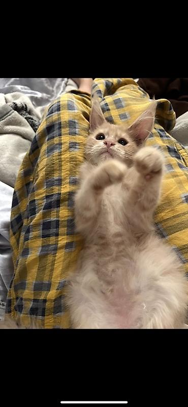 котенок мейкун: Мейн-кун, 3 месяца, Мальчик, Рыжий, Приучена к лотку — 1