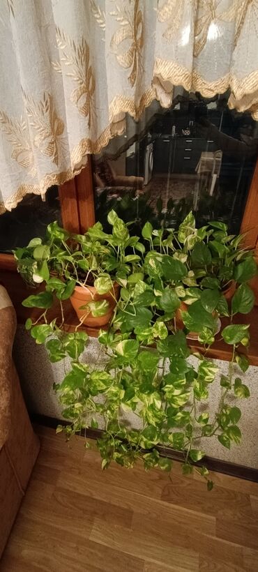 pencere ucun reshotka: Epipremnum aureum (Scindapsus/“Potos”) sarmaşıq bəzək bitkisi - Növ