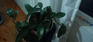 Otaq bitkiləri: 6-30 aznə kimi qiymətlər mövcuddur — 3