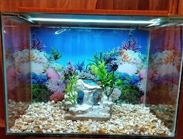baliqlarin qiymeti: Akvarium,balıqları,aksesuarlar,yem,tor,işıq