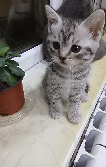 pişiklərin cütləşməsi: Şinşilla, Erkək, Dişi, Yaxşı əllərə, Ödənişli çatdırılma — 2