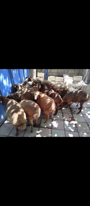 Inəklər, öküzlər: Quzu, Erkək, Qala, ay: 5, 1 kq, Damazlıq, Ünvandan götürmə