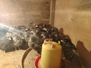 Cücələr: Xarkov cuceleri 25 günlük satiwda — 5