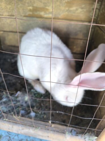 вислоухие кролики: Продаю | Кролик самец
