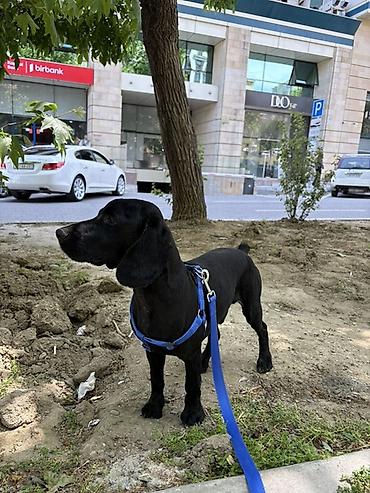 Başqa xidmətlər: Cocker spaniel Cütləşməyə dişi axtarırıq Unvan binə qəsəbəsi. Alex — 3