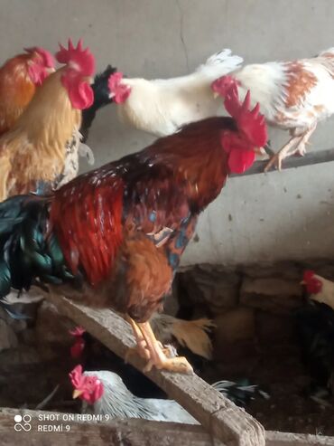 Cücələr: Xoruz, il: 1, Ünvandan götürmə