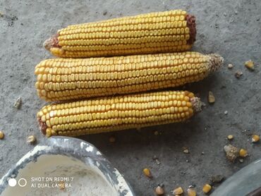 Овощи: Кукуруза Самовывоз
