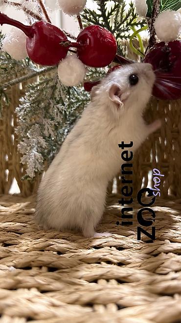 Хомяки: Продаются хомячки ручные. В нашем питомнике вы можете приобрести — 10