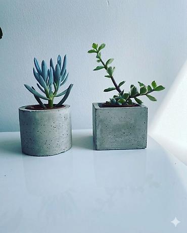 qul: Beton saksıda sukulentlər – minimal dizayn, müasir interyerlər üçün. 1 — 1