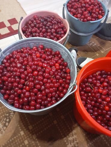 цена на мясо в бишкеке сегодня: Вишня Оптом, Самовывоз