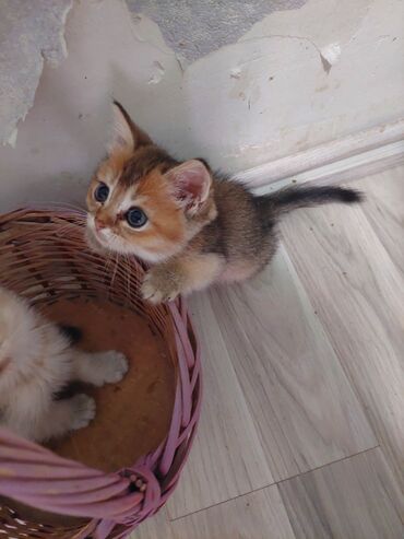 Pişiklər: Şotland, Erkək, Dişi, Yaxşı əllərə, Ünvandan götürmə — 25