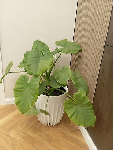 клубни алоказии: Алоказия (Alocasia), крупнолистная декоративно-лиственная. Описание — 3