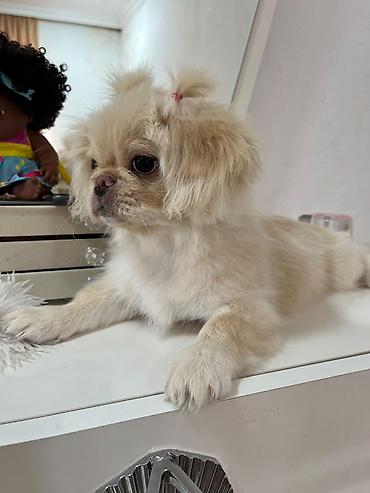 itler bala: Pekines, 7 ay, Erkək — 2