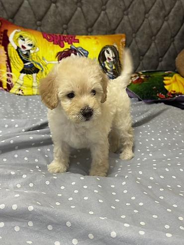 mini spitz: Pudel — 1