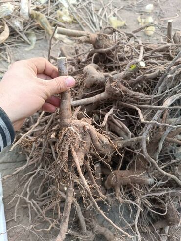 Декоративные деревья: Саженцы деревьев: Павловнии, Платная доставка at lalafo.kg — 12 Декоративные деревья: Саженцы деревьев: Павловнии, Платная доставка — 12