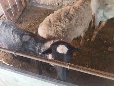 goat: Продаю | Ягненок | Для разведения — 3