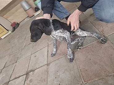 kangal itləri: Kurtxar, 4 ay, Dişi, Peyvəndli, Rayonlara çatdırılma — 1