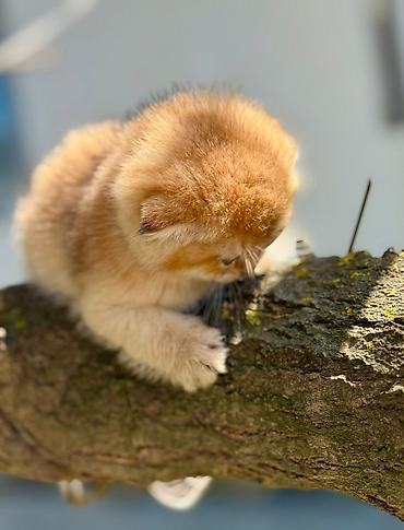 Pişiklər: Şotland — 9